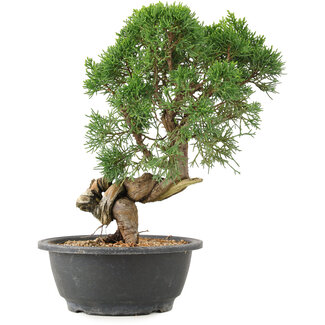 Juniperus chinensis Kishu, 27 cm, ± 15 jaar oud