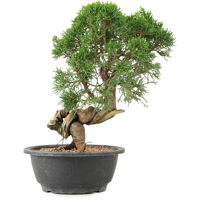 Juniperus chinensis Kishu, 27 cm, ± 15 years old