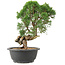 Juniperus chinensis Kishu, 27 cm, ± 15 años