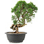 Juniperus chinensis Kishu, 27 cm, ± 15 Jahre alt