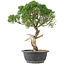 Juniperus chinensis Kishu, 33 cm, ± 15 anni