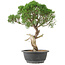 Juniperus chinensis Kishu, 33 cm, ± 15 años