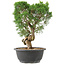 Juniperus chinensis Kishu, 27 cm, ± 15 ans