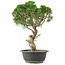 Juniperus chinensis Kishu, 33 cm, ± 15 jaar oud