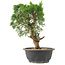 Juniperus chinensis Kishu, 27 cm, ± 15 anni