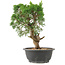 Juniperus chinensis Kishu, 27 cm, ± 15 años