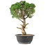 Juniperus chinensis Kishu, 33 cm, ± 15 años