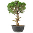 Juniperus chinensis Kishu, 33 cm, ± 15 jaar oud