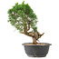 Juniperus chinensis Kishu, 27 cm, ± 15 Jahre alt