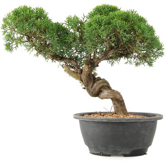 Juniperus chinensis Kishu, 23 cm, ± 15 anni