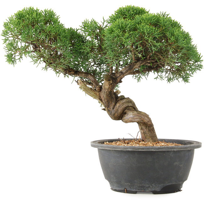 Juniperus chinensis Kishu, 23 cm, ± 15 ans