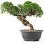 Juniperus chinensis Kishu, 23 cm, ± 15 Jahre alt