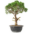 Juniperus chinensis Kishu, 33 cm, ± 15 años