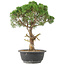 Juniperus chinensis Kishu, 33 cm, ± 15 years old