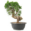 Juniperus chinensis Kishu, 27 cm, ± 15 anni