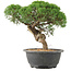 Juniperus chinensis Kishu, 23 cm, ± 15 ans