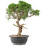 Juniperus chinensis Kishu, 33 cm, ± 15 Jahre alt