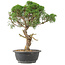 Juniperus chinensis Kishu, 33 cm, ± 15 years old