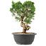 Juniperus chinensis Kishu, 27 cm, ± 15 anni