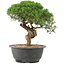 Juniperus chinensis Kishu, 23 cm, ± 15 anni