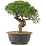 Juniperus chinensis Kishu, 23 cm, ± 15 ans