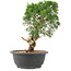 Juniperus chinensis Kishu, 27 cm, ± 15 jaar oud