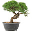 Juniperus chinensis Kishu, 23 cm, ± 15 ans