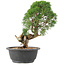 Juniperus chinensis Kishu, 27 cm, ± 15 anni