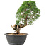 Juniperus chinensis Kishu, 27 cm, ± 15 jaar oud