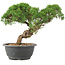 Juniperus chinensis Kishu, 23 cm, ± 15 ans