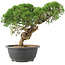 Juniperus chinensis Kishu, 23 cm, ± 15 jaar oud