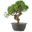 Juniperus chinensis Kishu, 23 cm, ± 15 ans