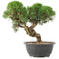 Juniperus chinensis Kishu, 23 cm, ± 15 ans