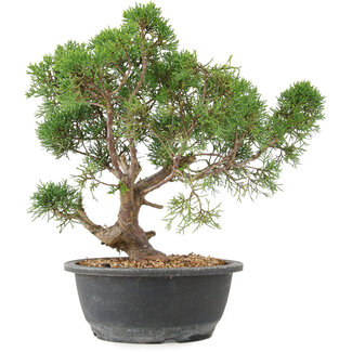 Juniperus chinensis Kishu, 31 cm, ± 15 años