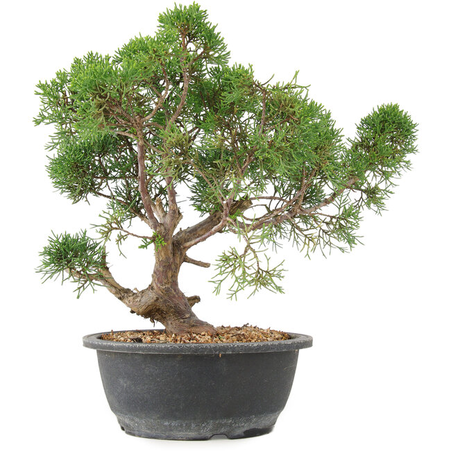 Juniperus chinensis Kishu, 31 cm, ± 15 jaar oud