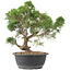 Juniperus chinensis Kishu, 31 cm, ± 15 jaar oud