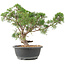 Juniperus chinensis Kishu, 31 cm, ± 15 anni