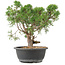 Juniperus chinensis Kishu, 31 cm, ± 15 ans