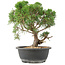 Juniperus chinensis Kishu, 31 cm, ± 15 jaar oud