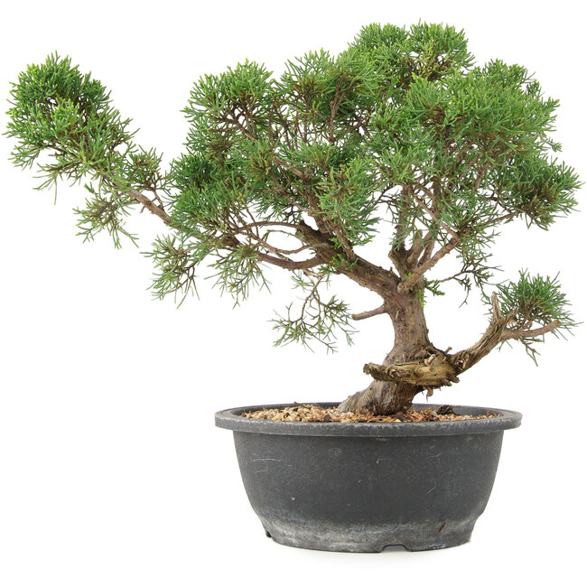 Juniperus chinensis Kishu, 31 cm, ± 15 jaar oud