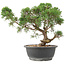 Juniperus chinensis Kishu, 31 cm, ± 15 anni