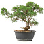 Juniperus chinensis Kishu, 31 cm, ± 15 anni