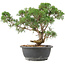Juniperus chinensis Kishu, 31 cm, ± 15 años