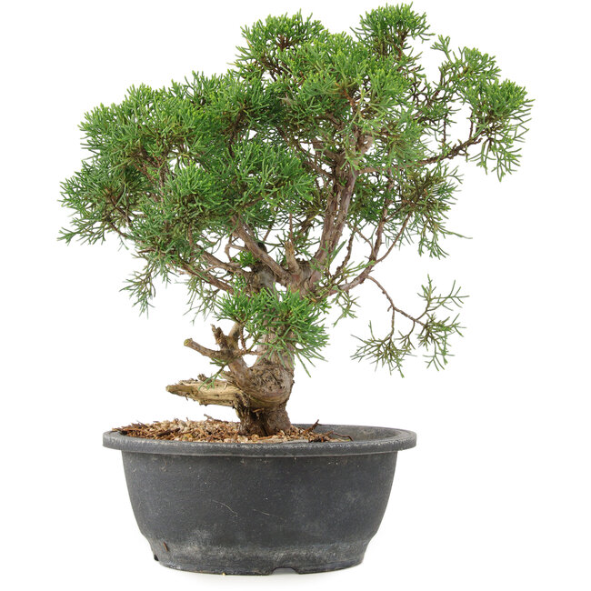 Juniperus chinensis Kishu, 31 cm, ± 15 ans