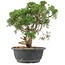 Juniperus chinensis Kishu, 31 cm, ± 15 años