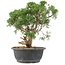 Juniperus chinensis Kishu, 31 cm, ± 15 years old