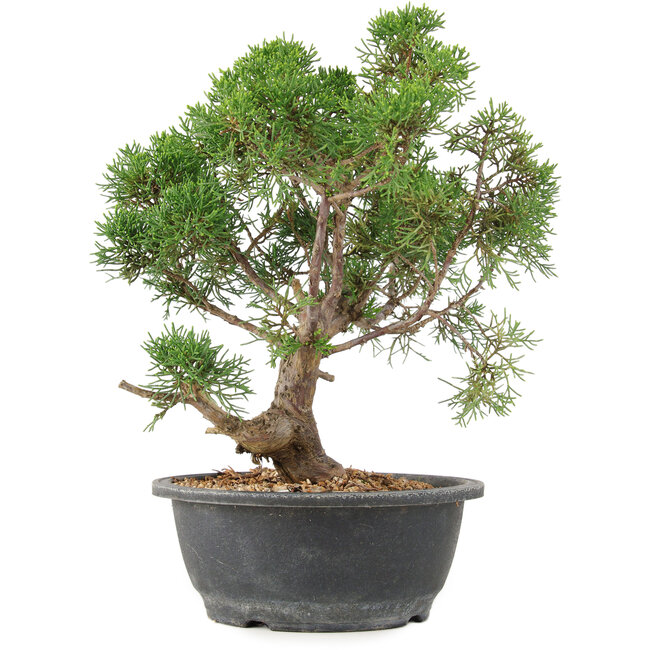 Juniperus chinensis Kishu, 31 cm, ± 15 ans