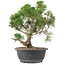 Juniperus chinensis Kishu, 31 cm, ± 15 anni