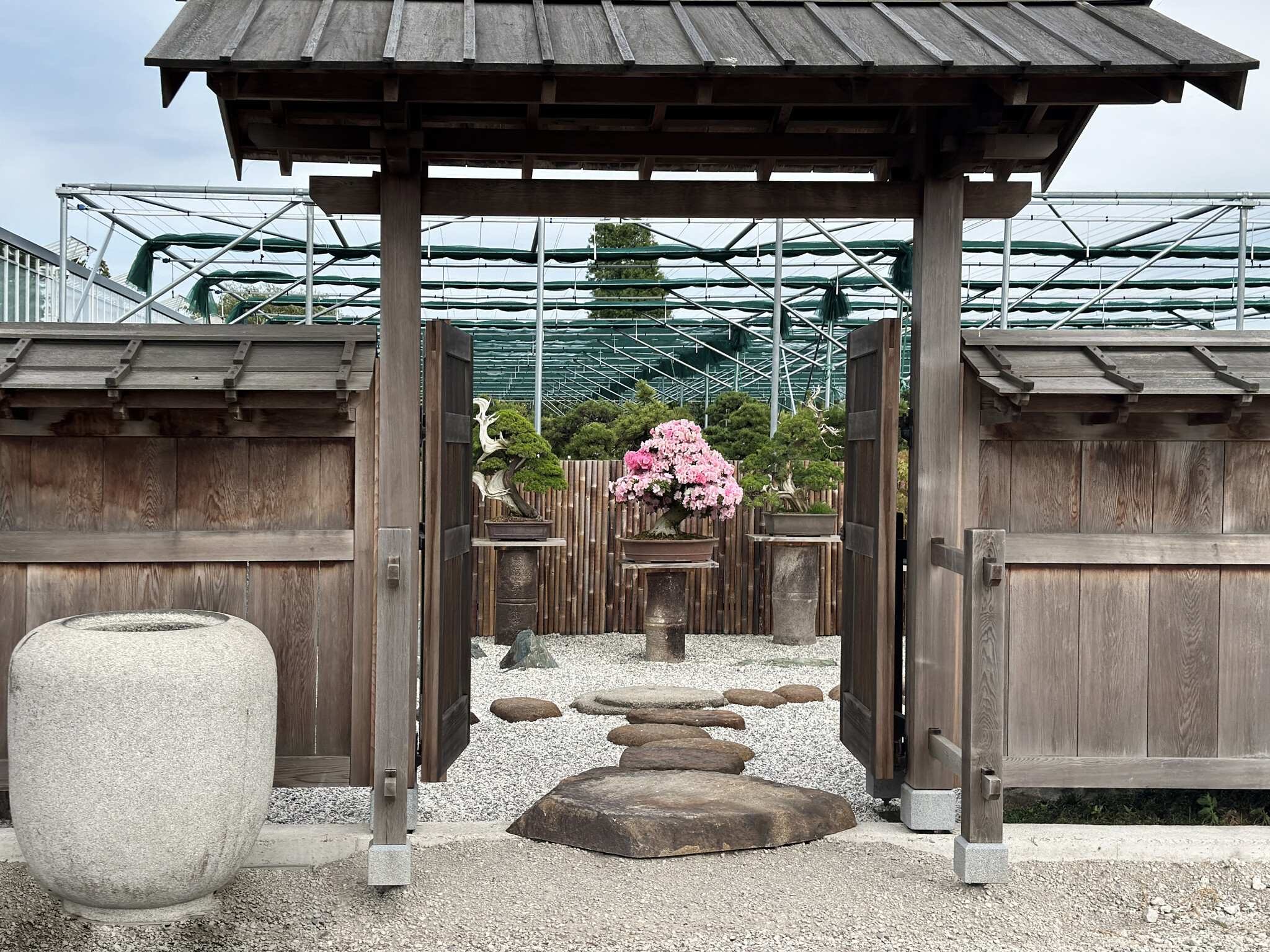 Jacqueline Owner Bonsai Plaza