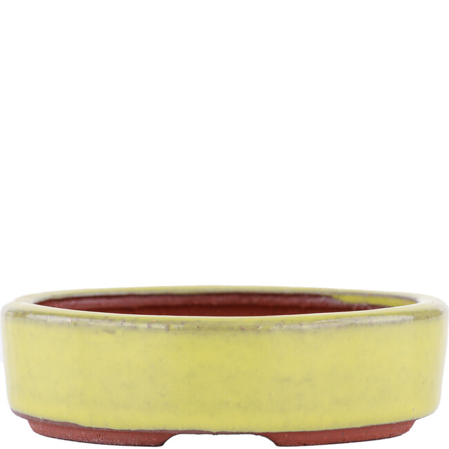 Vaso bonsai ovale giallo di Eime Yozan - 115 x 85 x 27 mm